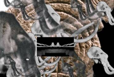 Transmigration of the Herds