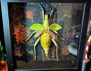 Insectarium Display ( Heteropteryx Dilatata)