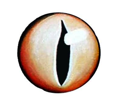 Drochfuil 