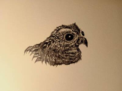 Nightjar by Gavin Porter