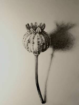 Poppy, Bled by Gavin Porter