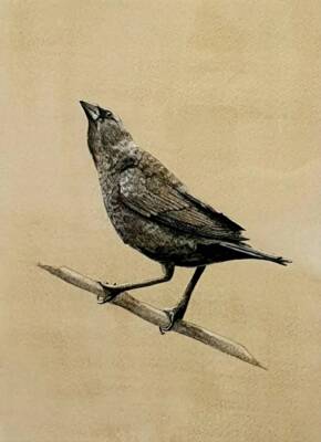 Brown-headed cowbird by Rianne van Putten