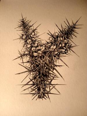 Gorse by Gavin Porter