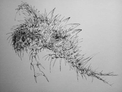 Sxabius by Gavin Porter