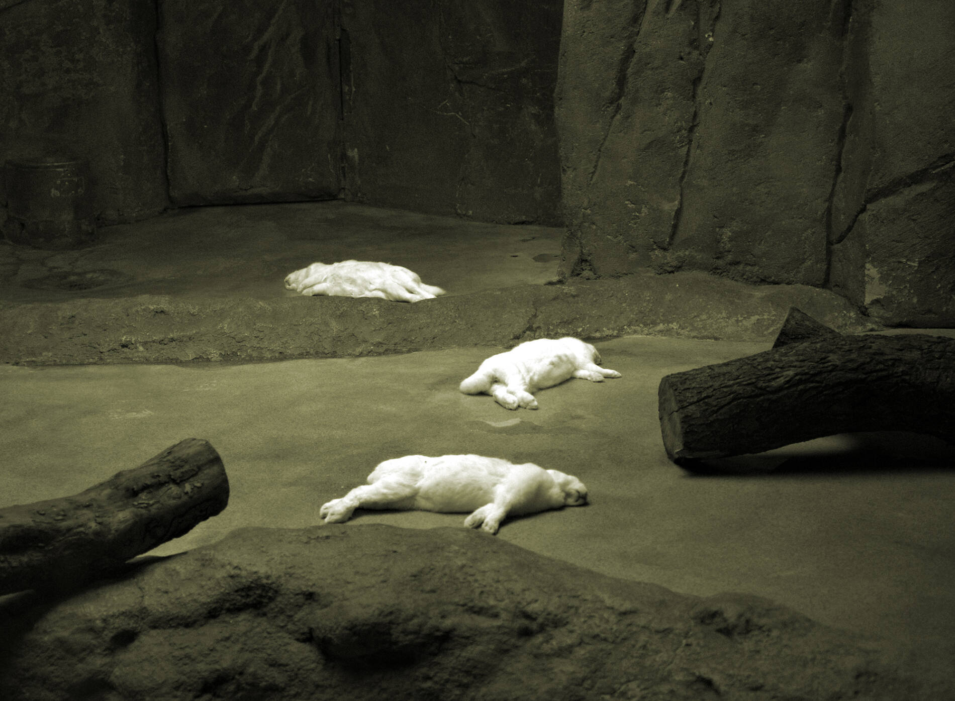 Waiting For the Lions