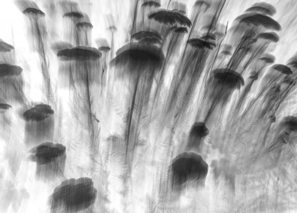Ghost Blossom III by Marcel van Beek